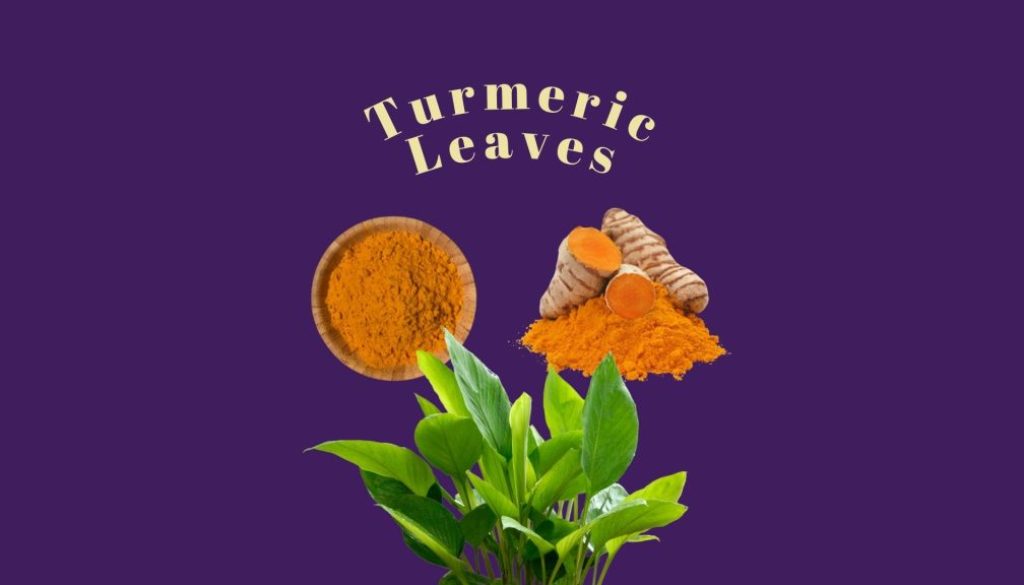 Green Turmeric Leaves and bowl of Turmeric powder against a deep purple background