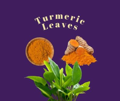 Green Turmeric Leaves and bowl of Turmeric powder against a deep purple background