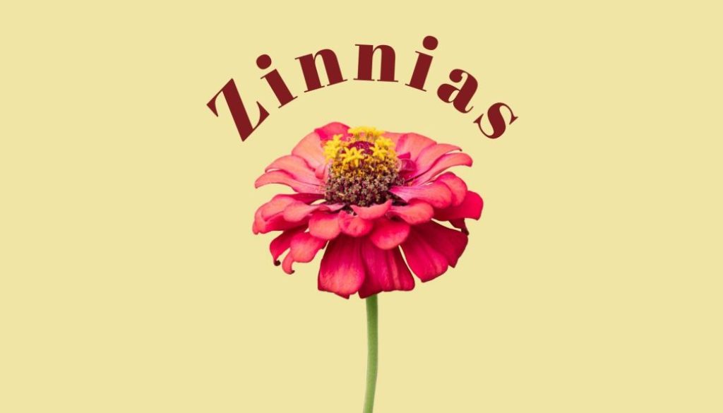 a single pink colored zinnia flower against a honey mustard colored background