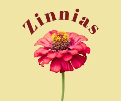 a single pink colored zinnia flower against a honey mustard colored background